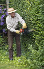 Cutting garden hedge with a petrol hedgecutter