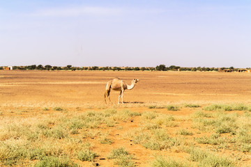Fototapeta premium Desert landscape in Sudan