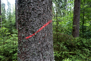 zu Baumfällung gekennzeicheter Baum