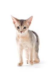 Abyssinian kitten