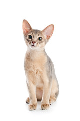 Abyssinian kitten