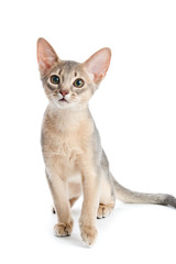 Abyssinian kitten