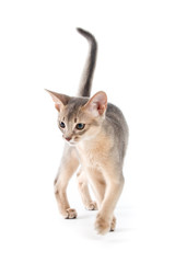 Abyssinian kitten
