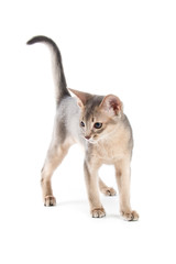 Abyssinian kitten