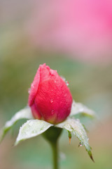 Pink Miniature Rosebud – A pink miniature rosebud that has not yet bloomed. Dew on the rosebud.
