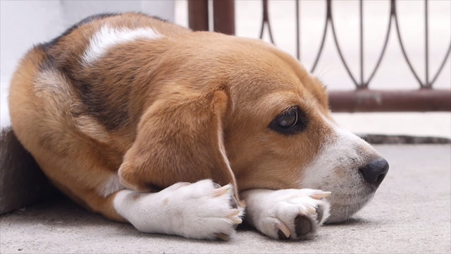 Beagle laying before walk away