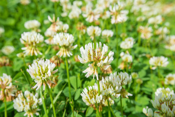 White clover (Trifolium repens)