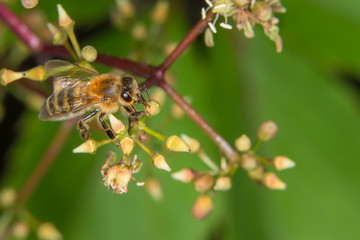 A bee collecting nectar from the flowers of wild grapes