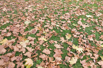 Fall background with dry leaves in autumn
