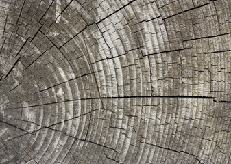 Fototapeta premium Holz