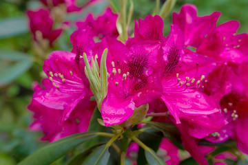 Naklejka premium Red azaleas in the park, close up and soft focus