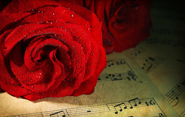 Beautiful red roses on music sheets, closeup