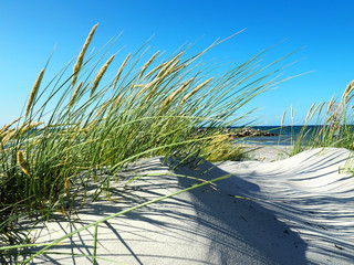 Düne mit Dünengras am Meer