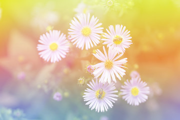 Daisy and bee with colourful rainbow