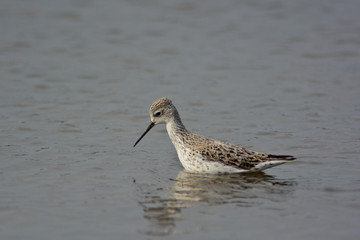 albastrello (Tringa stagnatilis) nello stagno