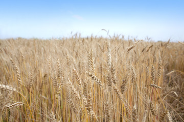 Landscape with lot ears of rye on rural field under blue cloudless sky