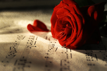 Beautiful rose on music sheets, closeup