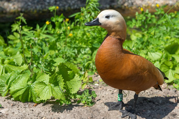 Ogar or red duck (lat. Tadorna ferruginea) - obrazy, fototapety, plakaty