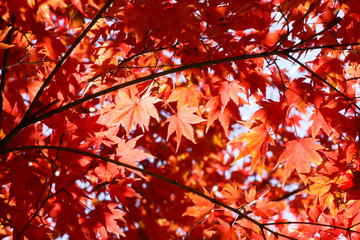 黄葉するカエデ