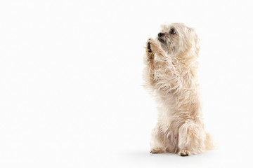 Dog. Domestic dog on white background