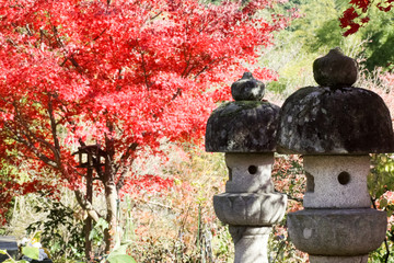 黄葉するカエデ