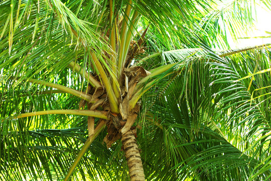 Green leaves of exotic palm tree
