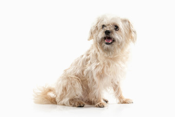 Dog. Domestic dog on white background