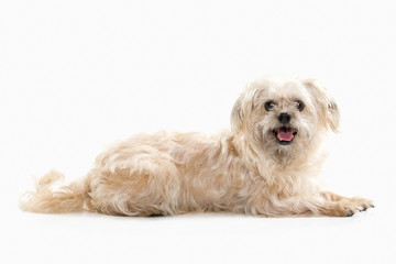 Dog. Domestic dog on white background