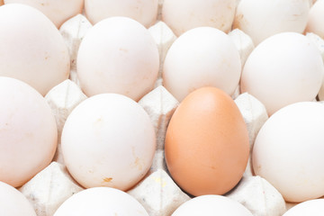 Chicken and duck eggs in carton paper.