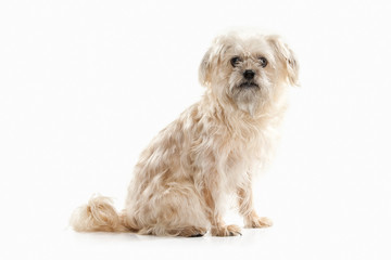 Dog. Domestic dog on white background