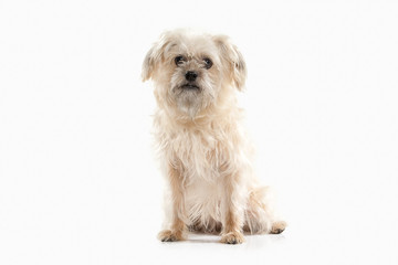 Dog. Domestic dog on white background
