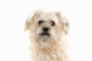 Dog. Domestic dog on white background