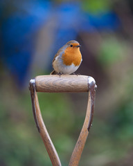 British Robin sitting on a spade