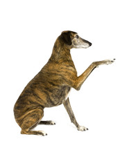 Whippet Begging