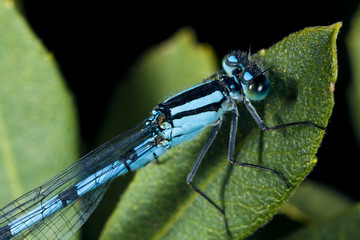 Damselfly resting on a leaf