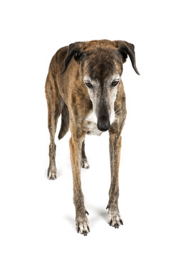 Sad Whippet
