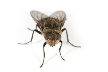 House Fly