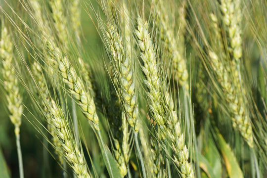 Ears of wheat growing in the field.