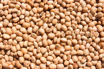 soy bean pattern