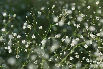 white flower gypsophila.