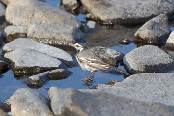 wagtail on the rocks