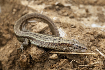 Common Lizard on a rock