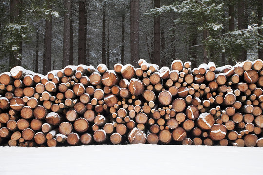 Logs in the snow