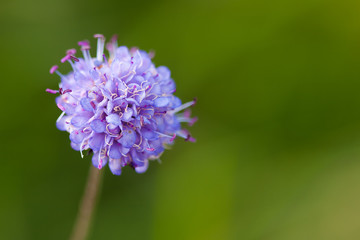 Fototapeta premium Devil's-bit Scabious
