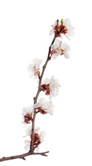 white color isolated sakura blooms
