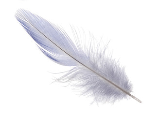 light blue long feather on white background