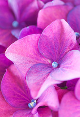 Close - up Hydrangea macrophylla summer and autumn flower