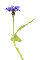 dark blue single cornflower isolated on white