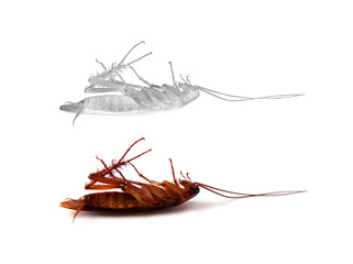 dead insect and cockroach spirit isolated on white