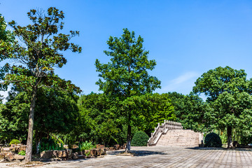 Fototapeta premium wald am taihu lake